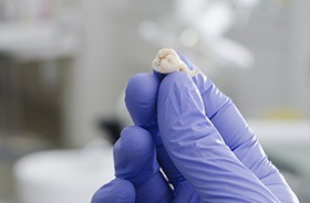 Hand holding extracted tooth