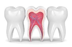 tooth cross section